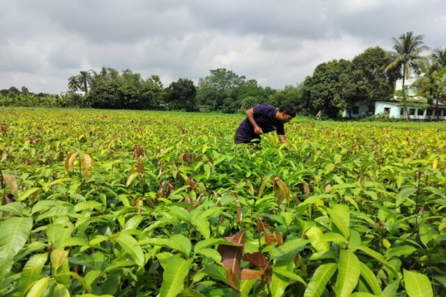 Varaha da Índia arrecada US$ 20 milhões para aumentar a remoção de carbono do Sul Global
