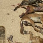 'Vergonhoso': ataque de cães selvagens alimenta fúria por projeto de cerca de barreira prolongada