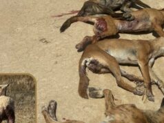 ‘Vergonhoso’: ataque de cães selvagens alimenta fúria por projeto de cerca de barreira prolongada 'Vergonhoso': ataque de cães selvagens alimenta fúria por projeto de cerca de barreira prolongada