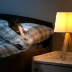 Veterinário revela característica doméstica comum que pode deixar seu cão ansioso