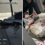 Veterinários insistem que Husky de resgate abandonado seja abatido, então tudo muda