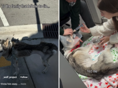 Veterinários insistem que Husky de resgate abandonado seja abatido, então tudo muda Veterinários insistem que Husky de resgate abandonado seja abatido, então tudo muda