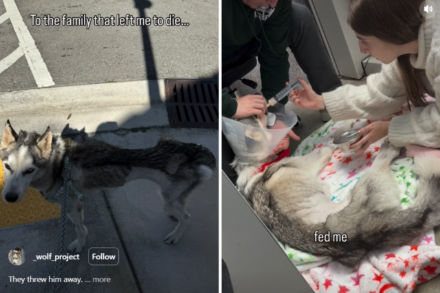 Veterinários insistem que Husky de resgate abandonado seja abatido, então tudo muda
