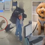 Viajante sem coração é preso por abandonar um filhote de cachorro de 2 anos no aeroporto Harry Reid para embarcar no avião