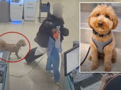 Viajante sem coração é preso por abandonar um filhote de cachorro de 2 anos no aeroporto Harry Reid para embarcar no avião Viajante sem coração é preso por abandonar um filhote de cachorro de 2 anos no aeroporto Harry Reid para embarcar no avião