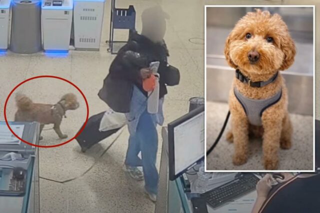 Viajante sem coração é preso por abandonar um filhote de cachorro de 2 anos no aeroporto Harry Reid para embarcar no avião
