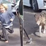 Vídeo aterrorizante mostra coiote perseguindo criança na casa da família