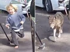 Vídeo aterrorizante mostra coiote perseguindo criança na casa da família Vídeo aterrorizante mostra coiote perseguindo criança na casa da família