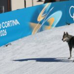 Um cachorro vagueia na pista de esqui durante o evento de qualificação de velocidade livre de cross country da equipe feminina dos Jogos Olímpicos de Inverno de Milão Cortina 2026