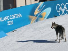 Você precisa assistir esse cachorro muito bom interromper a corrida de esqui olímpica feminina Um cachorro vagueia na pista de esqui durante o evento de qualificação de velocidade livre de cross country da equipe feminina dos Jogos Olímpicos de Inverno de Milão Cortina 2026