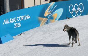 Você precisa assistir esse cachorro muito bom interromper a corrida de esqui olímpica feminina Um cachorro vagueia na pista de esqui durante o evento de qualificação de velocidade livre de cross country da equipe feminina dos Jogos Olímpicos de Inverno de Milão Cortina 2026