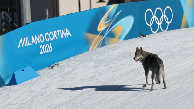 Um cachorro vagueia na pista de esqui durante o evento de qualificação de velocidade livre de cross country da equipe feminina dos Jogos Olímpicos de Inverno de Milão Cortina 2026