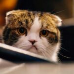 iOS 26.2.1 causando travamentos, congelamentos e grande consumo de bateria para alguns | A foto mostra um gato de aparência infeliz