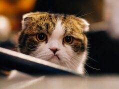 iOS 26.2.1 causando travamentos, congelamentos e grande consumo de bateria para alguns iOS 26.2.1 causando travamentos, congelamentos e grande consumo de bateria para alguns | A foto mostra um gato de aparência infeliz