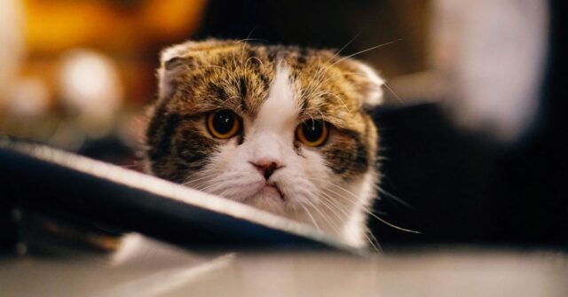 iOS 26.2.1 causando travamentos, congelamentos e grande consumo de bateria para alguns | A foto mostra um gato de aparência infeliz