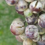 ‘Achei que estava no controle’: ex-enólogo de Napa Valley pede desculpas ao ser condenado por fraude de uva de US$ 2,5 milhões