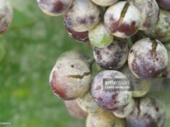 ‘Achei que estava no controle’: ex-enólogo de Napa Valley pede desculpas ao ser condenado por fraude de uva de US$ 2,5 milhões ‘Achei que estava no controle’: ex-enólogo de Napa Valley pede desculpas ao ser condenado por fraude de uva de US$ 2,5 milhões