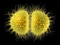 2 pessoas mortas, 11 outras ‘gravemente doentes’ em meio a surto universitário de cepa de vírus ainda não identificada Universidade de KentCrédito: Alamy Stock Photo