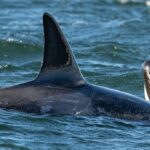 Uma baleia assassina surge no porto de Vancouver, com navios porta-contêineres, guindastes portuários e o horizonte da cidade ao fundo.