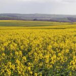 A baixa oferta aumenta os preços da terra enquanto os agricultores lutam por economias de escala
