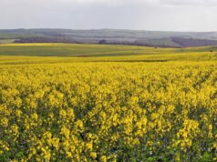 A baixa oferta aumenta os preços da terra enquanto os agricultores lutam por economias de escala A baixa oferta aumenta os preços da terra enquanto os agricultores lutam por economias de escala
