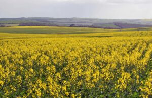 A baixa oferta aumenta os preços da terra enquanto os agricultores lutam por economias de escala A baixa oferta aumenta os preços da terra enquanto os agricultores lutam por economias de escala