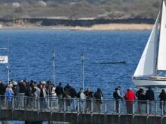A baleia jubarte resgatada na semana passada nas águas rasas do Mar Báltico? Está preso novamente Ícone de conversão de texto em fala