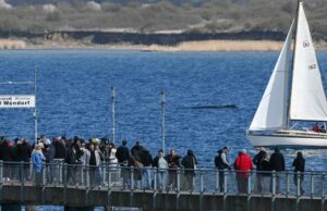 A baleia jubarte resgatada na semana passada nas águas rasas do Mar Báltico? Está preso novamente Ícone de conversão de texto em fala