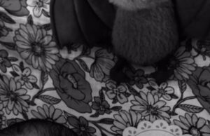 A esposa de Jack Osbourne, Aree, dá à luz a filha recém-nascida do casal, em homenagem ao falecido astro do rock Ozzy Osbourne, em homenagem sincera A esposa de Jack Osbourne, Aree, dá à luz a filha recém-nascida do casal, em homenagem ao falecido astro do rock Ozzy Osbourne, em homenagem sincera