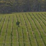 A expansão do mercado de carbono desencadeia pressão para que os federais protejam as melhores terras agrícolas