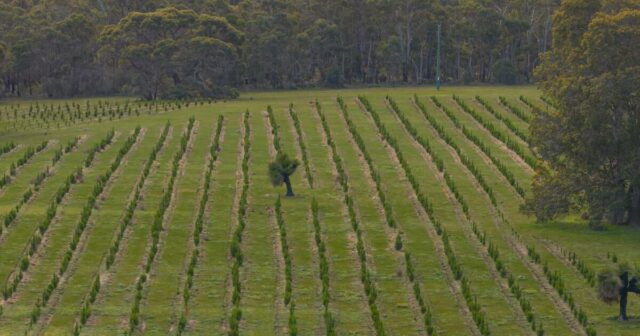 A expansão do mercado de carbono desencadeia pressão para que os federais protejam as melhores terras agrícolas
