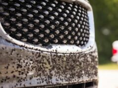 A grade do seu carro fica suja com frequência? Esta é uma maneira fácil de limpá-lo A grade do seu carro fica suja com frequência? Esta é uma maneira fácil de limpá-lo