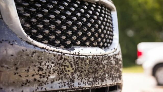 A grade do seu carro fica suja com frequência? Esta é uma maneira fácil de limpá-lo
