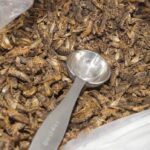 Uma colher sobressai de um saco de grilos mortos.