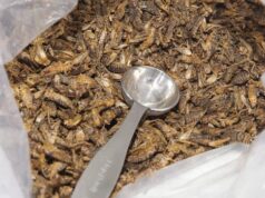 A grande aposta de Ottawa na maior fazenda de críquete do mundo esbarrou em um problema simples: o ‘fator eca’ Uma colher sobressai de um saco de grilos mortos.