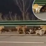 Matilha de cães na via expressa.