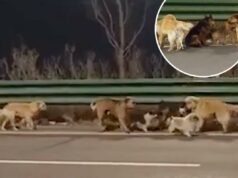 A história viral de cães “roubados” que escaparam do abate aqueceu corações em todo o mundo – mas era falsa Matilha de cães na via expressa.