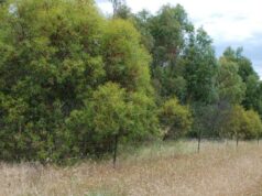 A opção de receita de US$ 9 bilhões: como seria um sumidouro de carbono de 18 milhões de hectares em terras agrícolas A opção de receita de US$ 9 bilhões: como seria um sumidouro de carbono de 18 milhões de hectares em terras agrícolas