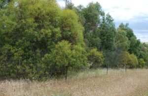 A opção de receita de US$ 9 bilhões: como seria um sumidouro de carbono de 18 milhões de hectares em terras agrícolas A opção de receita de US$ 9 bilhões: como seria um sumidouro de carbono de 18 milhões de hectares em terras agrícolas