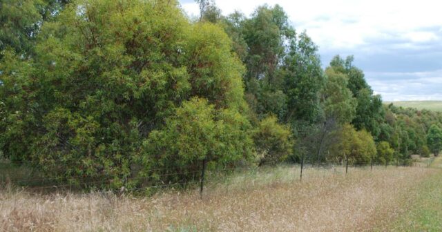 A opção de receita de US$ 9 bilhões: como seria um sumidouro de carbono de 18 milhões de hectares em terras agrícolas
