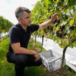 Brad Greatrix, enólogo sênior da Nyetimber, inspeciona uvas Pinot Noir antes de serem colhidas para a Nyetimber Wines em seu vinhedo em West Sussex em setembro do ano passado