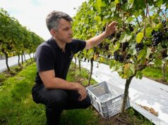 A produção de vinho britânica dispara à medida que o verão quente e seco dá frutos, com uma colheita abundante de 16,5 milhões de garrafas Brad Greatrix, enólogo sênior da Nyetimber, inspeciona uvas Pinot Noir antes de serem colhidas para a Nyetimber Wines em seu vinhedo em West Sussex em setembro do ano passado
