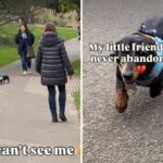 Dachshund searches for owner
