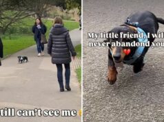 A reação do Dachshund ao ver o dono depois de perdê-la na multidão derrete corações Dachshund searches for owner
