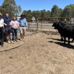 A realocação de um reprodutor vê muitas oportunidades de comprador na venda de redução de rebanho