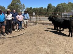 A realocação de um reprodutor vê muitas oportunidades de comprador na venda de redução de rebanho A realocação de um reprodutor vê muitas oportunidades de comprador na venda de redução de rebanho