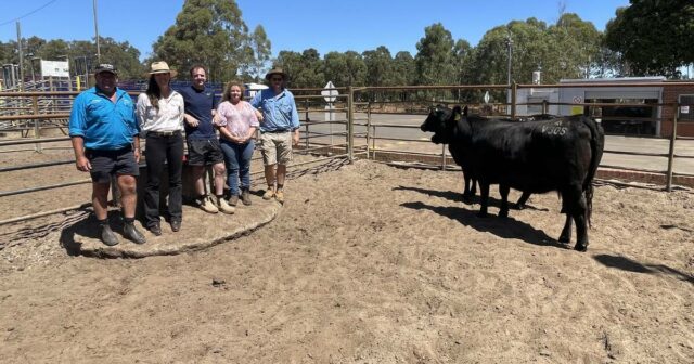 A realocação de um reprodutor vê muitas oportunidades de comprador na venda de redução de rebanho
