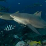 Uma foto mostrando um grupo de tubarões-touro