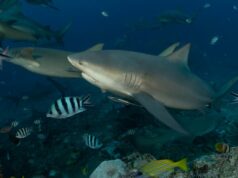Acontece que esses tubarões podem fazer amigos e ter vidas sociais, segundo novo estudo Uma foto mostrando um grupo de tubarões-touro