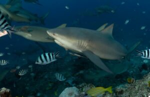Acontece que esses tubarões podem fazer amigos e ter vidas sociais, segundo novo estudo Uma foto mostrando um grupo de tubarões-touro